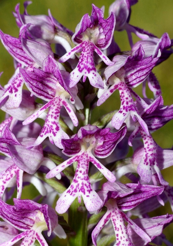 Orchis militaris, Orchis purpurea, Orchis x hybrida  Preappennino aquilano -  2022.